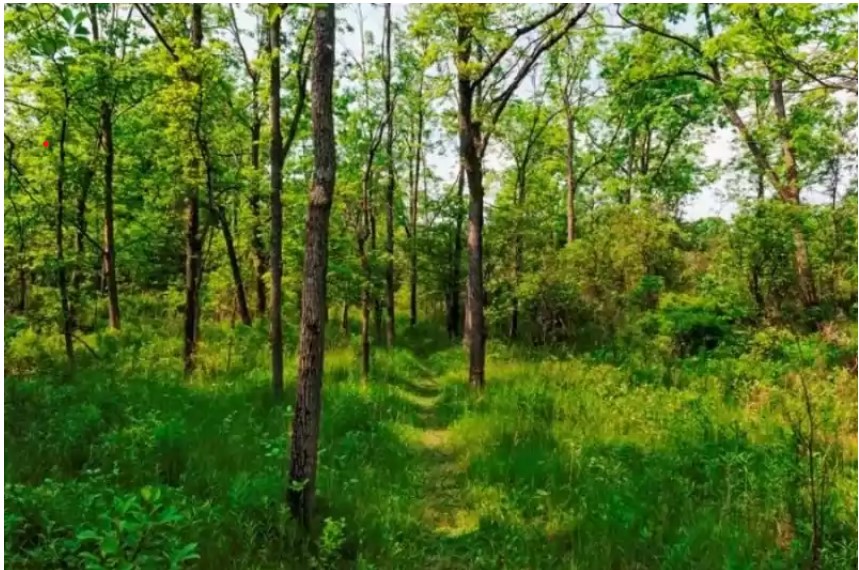 आज सामुदायिक वन दिवस : प्रधानमन्त्रीद्धारा शुभकामना